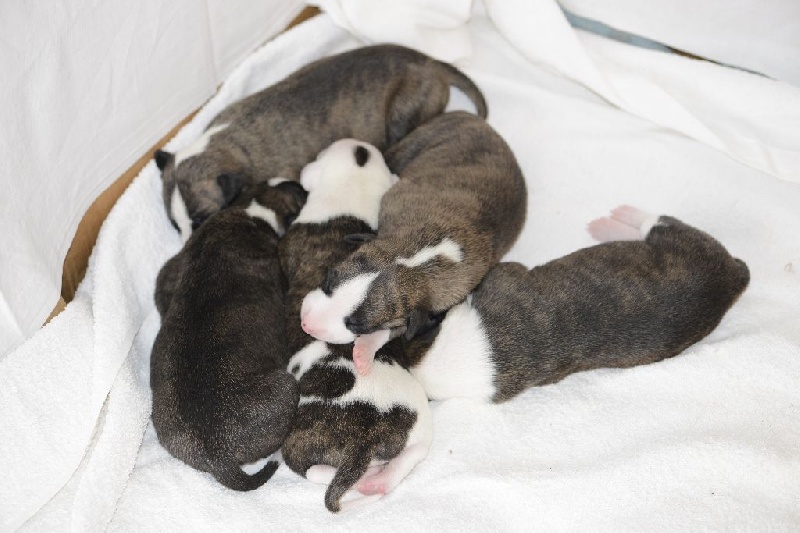 Perval - Whippet - Portée née le 25/02/2016